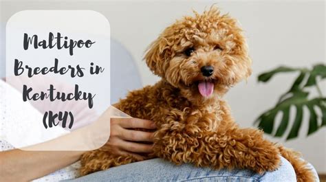 We have families ask all the time about the <b>puppies</b> temperament; The <b>puppies</b> personalities is not developed in the 7-8 weeks they are here with us. . Maltipoo breeders in ky